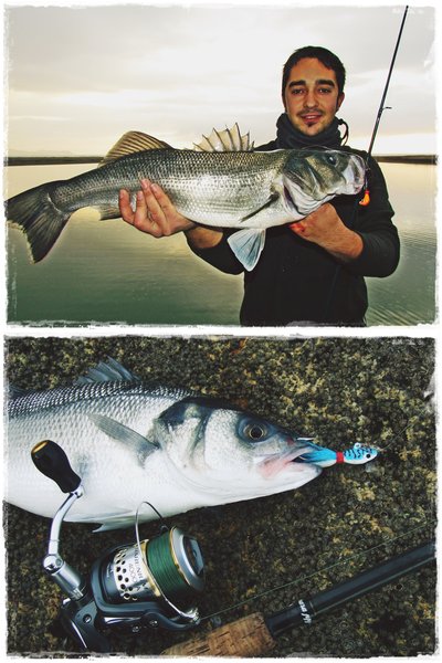 Banana 14 gr. y Minnow 28 gr. Banana 14 gr. y Minnow 28 gr.