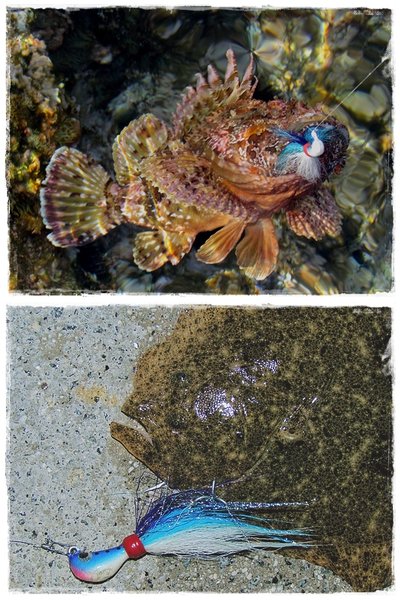 Banana 7 gr. y Banana 14 gr. Banana 7 gr. y Banana 14 gr.