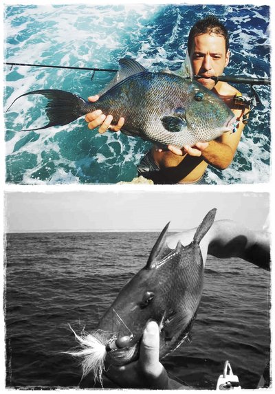 Banana 14 gr. y Banana 28 gr. Banana 14 gr. y Banana 28 gr.