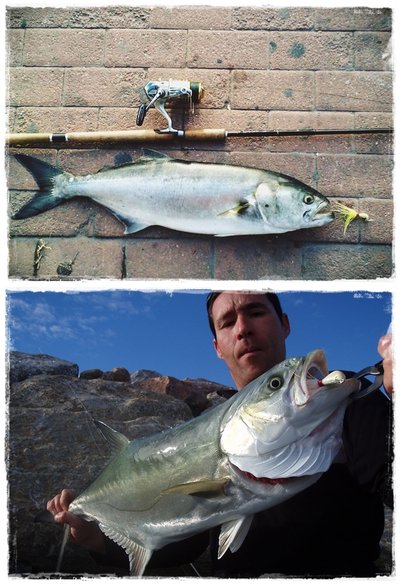 Banana 14 y 28 gr. Banana 14 y 28 gr.