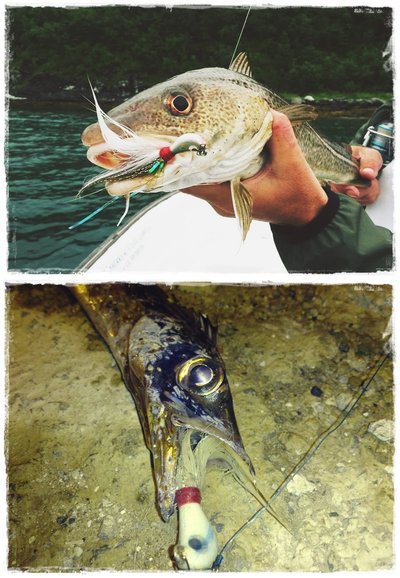 Banana 14 gr. y Banana 10'5 gr. Banana 14 gr. y Banana 10'5 gr.