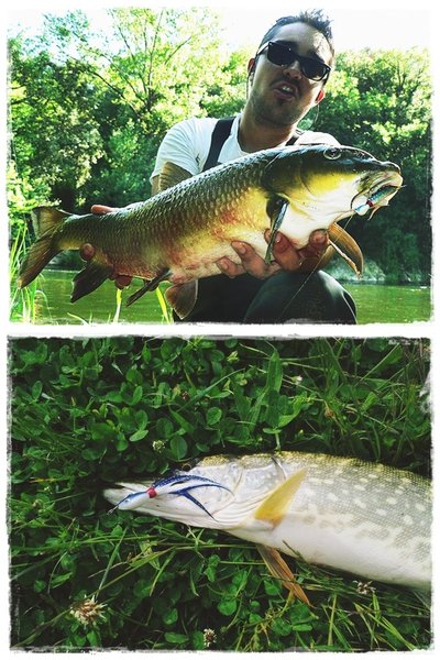 Banana 3,5 gr. y Minnow 21 gr. Banana 3,5 gr. y Minnow 21 gr.